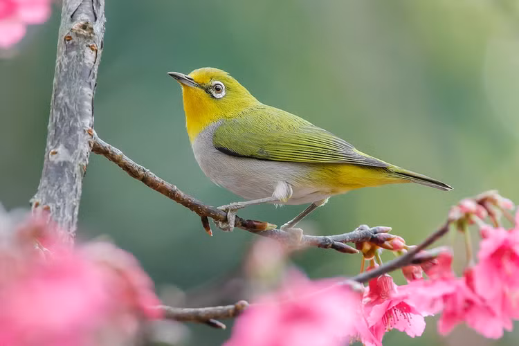 Me man ve dep cua cac loai chim vanh khuyen Viet Nam