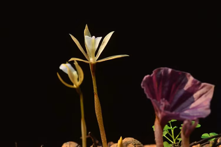 Loai cay doc dao cua Viet Nam, chi moc duy nhat mot chiec la-Hinh-8