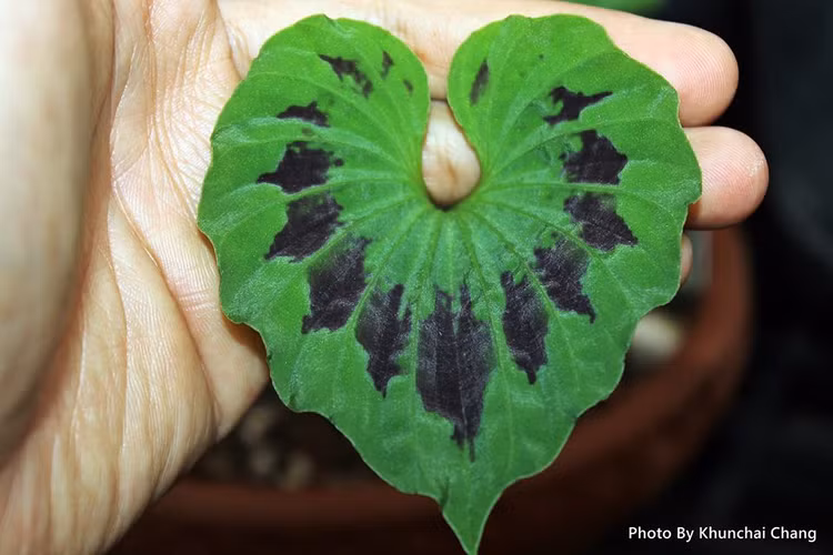 Loai cay doc dao cua Viet Nam, chi moc duy nhat mot chiec la-Hinh-7