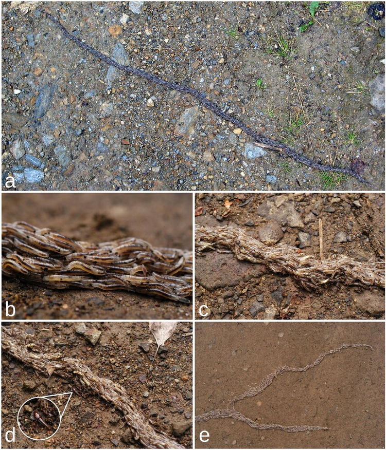 Ky la loai sau ran khien chuyen gia dien dau giai ma 20 nam-Hinh-4