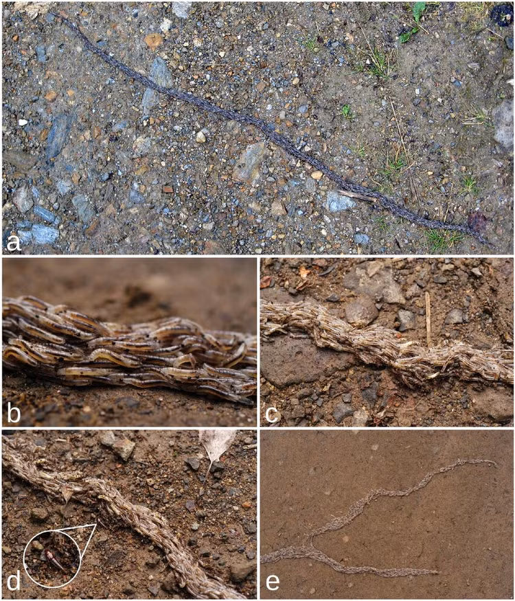 Ky la loai sau ran khien chuyen gia dien dau giai ma 20 nam-Hinh-4