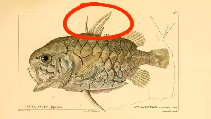 Loai ca doc di o bien Viet Nam, co bo giap bat kha chien bai-Hinh-3