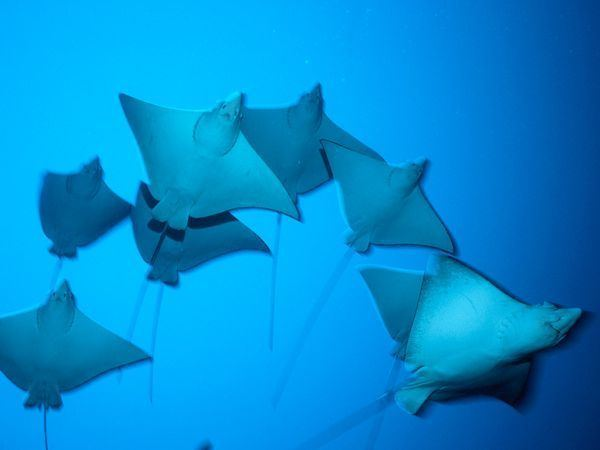 Quai ngu xuat hien duoi nuoc, be 8 tuoi hanh dong bat ngo-Hinh-7