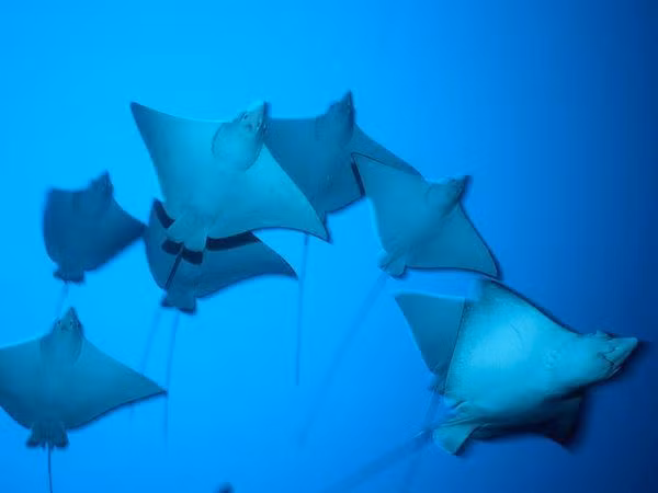 Quai ngu xuat hien duoi nuoc, be 8 tuoi hanh dong bat ngo-Hinh-7