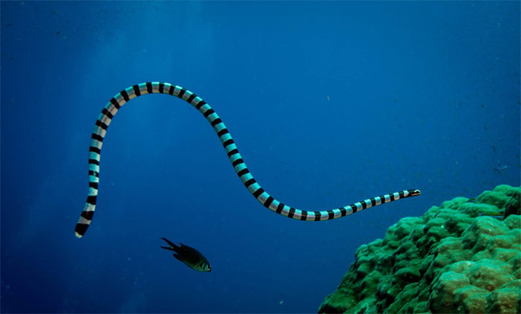 Soi loai ran doc nhat Viet Nam, ho mang chua khong co cua-Hinh-3