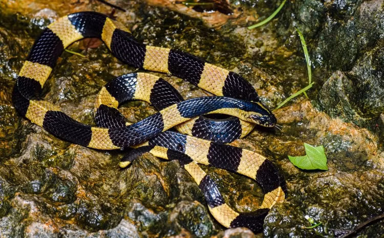 Soi loai ran doc nhat Viet Nam, ho mang chua khong co cua-Hinh-6