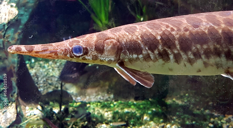 Trung Quoc xuat hien quai ngu, chuyen gia lap tuc hut can nuoc ho-Hinh-6