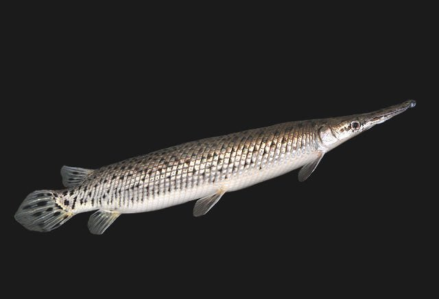 Trung Quoc xuat hien quai ngu, chuyen gia lap tuc hut can nuoc ho-Hinh-5