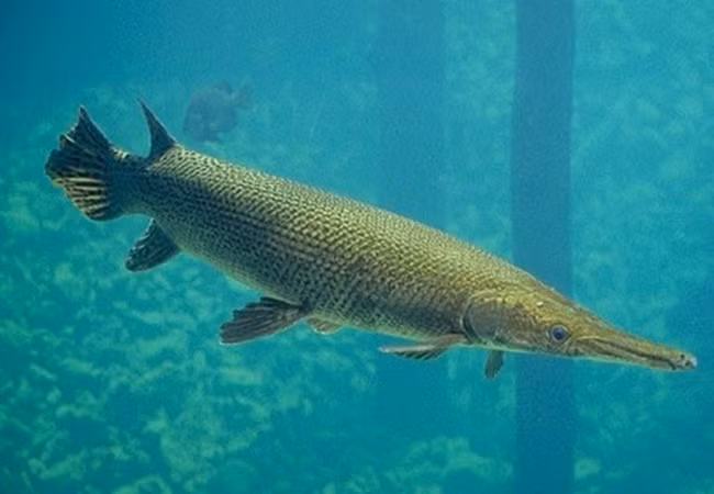 Trung Quoc xuat hien quai ngu, chuyen gia lap tuc hut can nuoc ho-Hinh-8