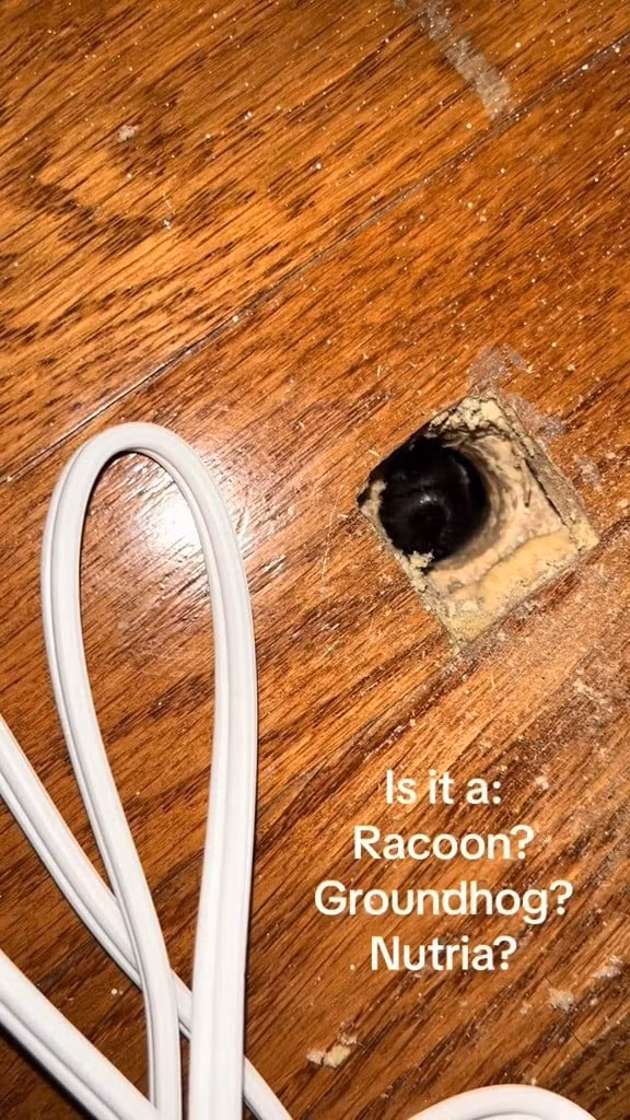 Dang don nha, phat hoang thay sinh vat long la nap duoi san-Hinh-2