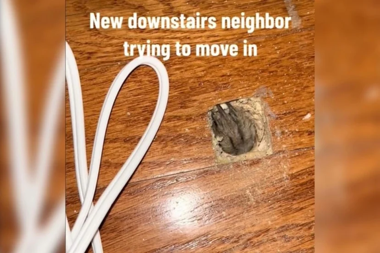 Dang don nha, phat hoang thay sinh vat long la nap duoi san