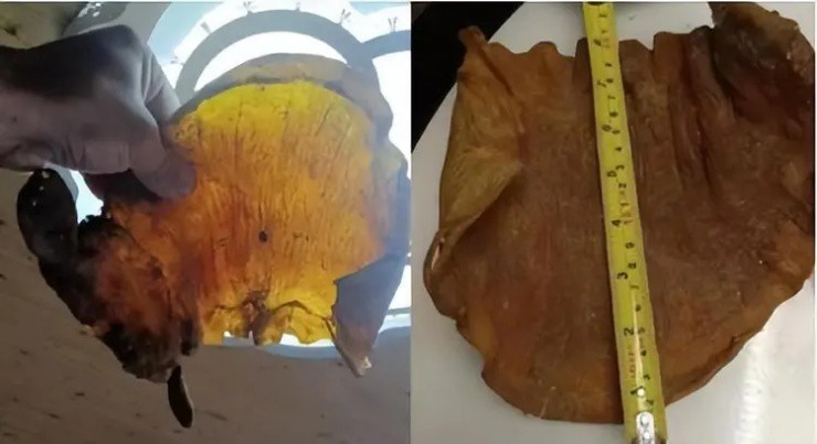 Don nha nhat duoc bong bong ca kho, ai ngo la bau vat tien ty-Hinh-3