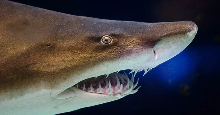 Phat hien bat ngo ve 'sat thu dai duong' 65 trieu nam truoc-Hinh-5