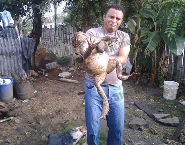 Kinh ngac loai ech lon nhat tren the gioi, bang ca mot dua tre-Hinh-8