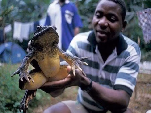 Kinh ngac loai ech lon nhat tren the gioi, bang ca mot dua tre