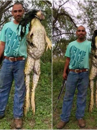 Kinh ngac loai ech lon nhat tren the gioi, bang ca mot dua tre-Hinh-2