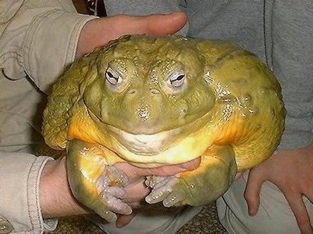 Kinh ngac loai ech lon nhat tren the gioi, bang ca mot dua tre-Hinh-4