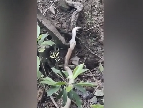 Quai thu giao tranh, ran ho mang doat mang tran trong tich tac