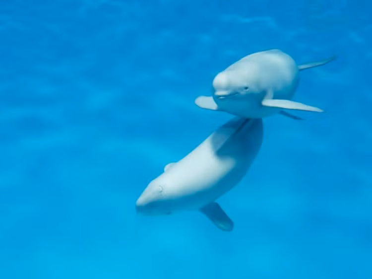 Diem danh loai dong vat quy hiem doi mat nguy co tuyet chung-Hinh-3