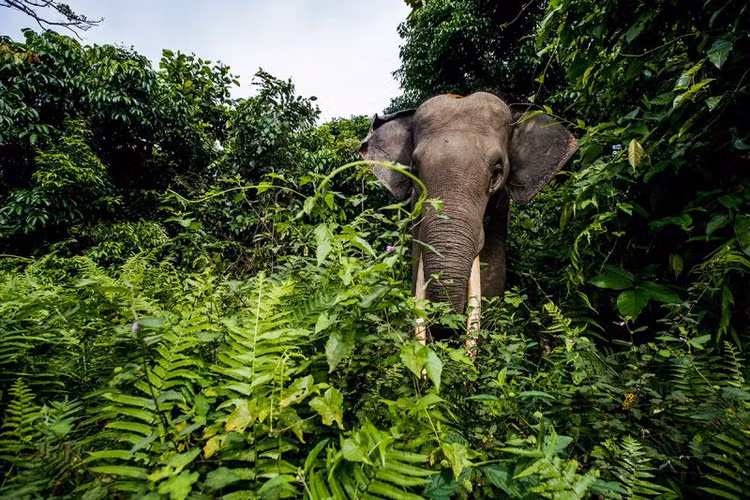 Diem danh loai dong vat quy hiem doi mat nguy co tuyet chung-Hinh-4