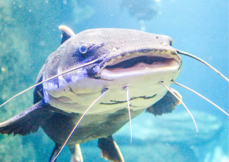 Di cau ca, bat ngo dung trung 'quai ngu' khong lo-Hinh-8