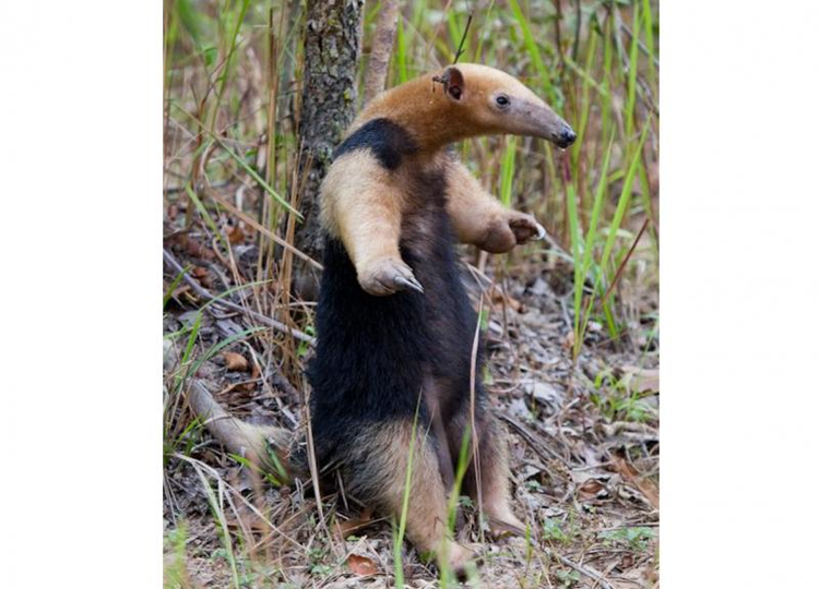 Loat dong vat hoi nhat the gioi, phat hoang khi toi gan-Hinh-2