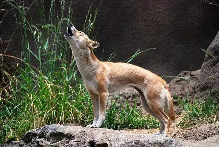 Giong cho biet hat bat ngo tai xuat sau hon 50 nam tuyet tich