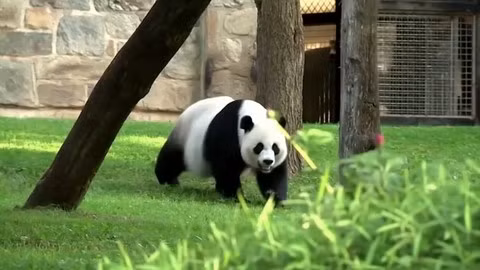 Day la ly do gau truc du an chay van beo u-Hinh-5