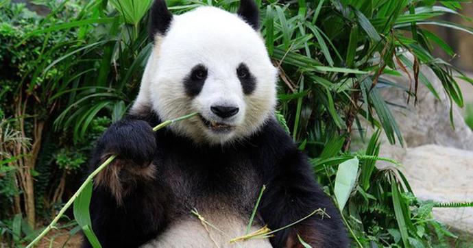 Đây là lý do gấu trúc dù ăn chay vẫn béo ú - Hình 6 Day la ly do gau truc du an chay van beo u-Hinh-6