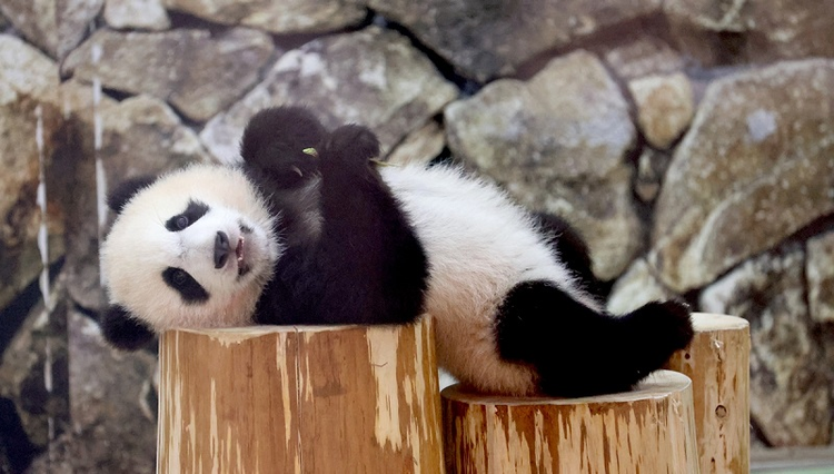 Đây là lý do gấu trúc dù ăn chay vẫn béo ú - Hình 8 Day la ly do gau truc du an chay van beo u-Hinh-8