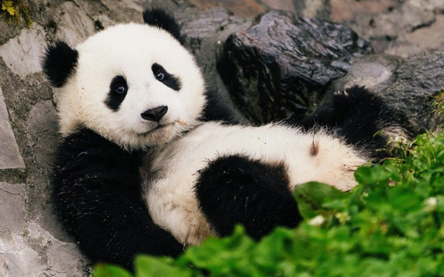 Đây là lý do gấu trúc dù ăn chay vẫn béo ú - Hình 7 Day la ly do gau truc du an chay van beo u-Hinh-7