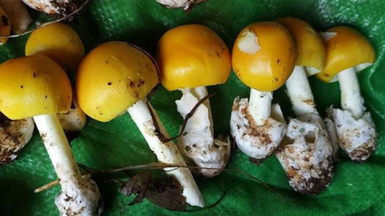 Ăn nấm lạ, 7 người ở Phú Quốc bị ngộ độc An nam la, 7 nguoi o Phu Quoc bi ngo doc