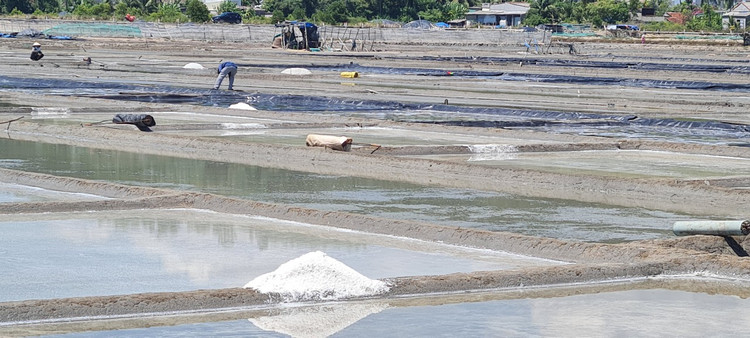 Tham canh dong muoi tung la diem ngam hoang hon dep nhat the gioi-Hinh-3