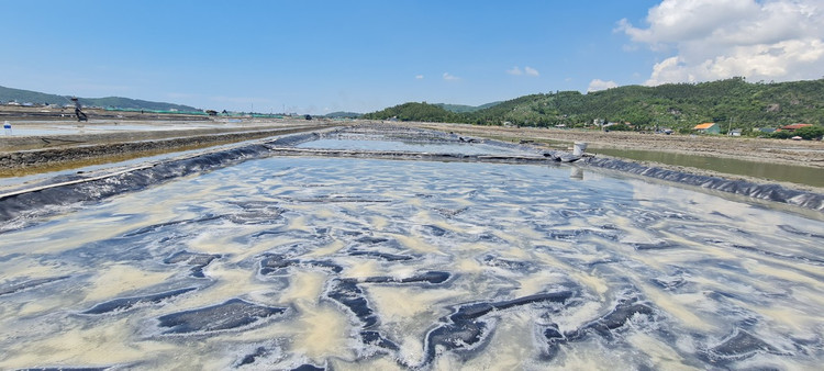 Tham canh dong muoi tung la diem ngam hoang hon dep nhat the gioi-Hinh-7