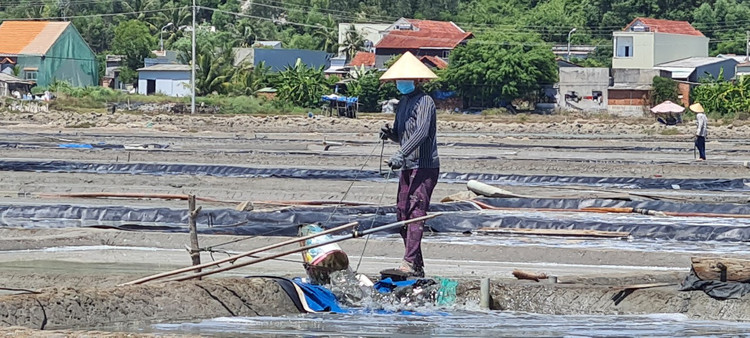 Tham canh dong muoi tung la diem ngam hoang hon dep nhat the gioi-Hinh-4