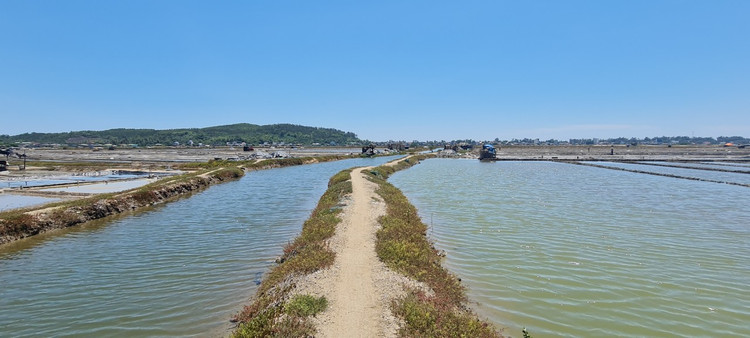 Tham canh dong muoi tung la diem ngam hoang hon dep nhat the gioi