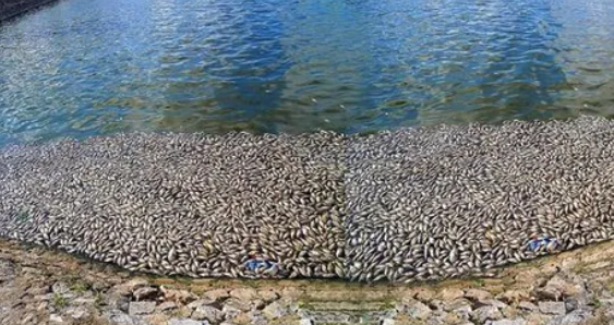 Hai Phong: Dang khac phuc tinh trang ca chet trang ho An Bien