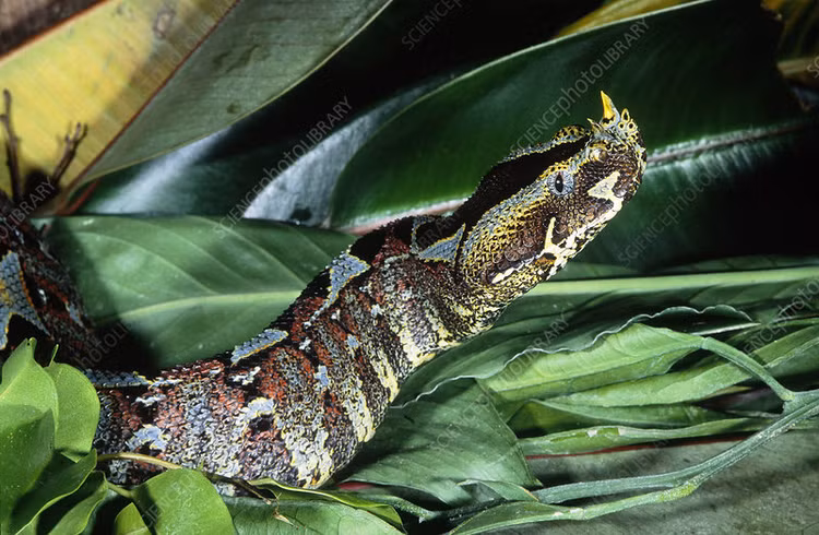 Loai ran nguy hiem bac nhat chau Phi, mui moc sung gom ghiec-Hinh-6