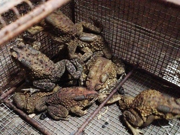 Loài vật kỳ dị, nhìn đáng sợ, ai ngờ là 'cỗ máy in tiền' - Hình 5 Loai vat ky di, nhin dang so, ai ngo la 'co may in tien'-Hinh-5