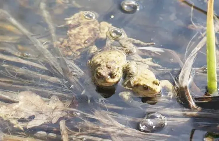 Loài vật kỳ dị, nhìn đáng sợ, ai ngờ là 'cỗ máy in tiền' - Hình 3 Loai vat ky di, nhin dang so, ai ngo la 'co may in tien'-Hinh-3