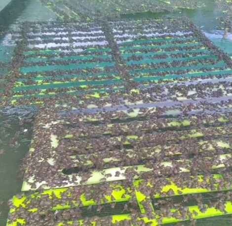 Loài vật kỳ dị, nhìn đáng sợ, ai ngờ là 'cỗ máy in tiền' - Hình 6 Loai vat ky di, nhin dang so, ai ngo la 'co may in tien'-Hinh-6