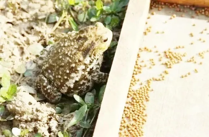 Loài vật kỳ dị, nhìn đáng sợ, ai ngờ là 'cỗ máy in tiền' - Hình 4 Loai vat ky di, nhin dang so, ai ngo la 'co may in tien'-Hinh-4