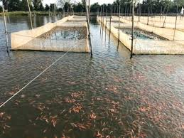 Loài vật kỳ dị, nhìn đáng sợ, ai ngờ là 'cỗ máy in tiền' - Hình 8 Loai vat ky di, nhin dang so, ai ngo la 'co may in tien'-Hinh-8