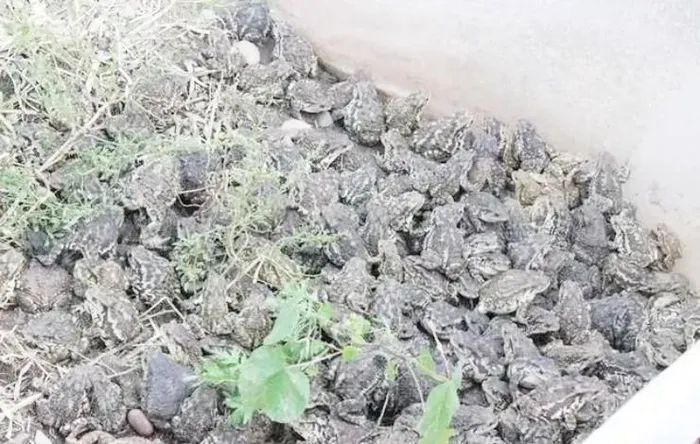 Loài vật kỳ dị, nhìn đáng sợ, ai ngờ là 'cỗ máy in tiền' - Hình 2 Loai vat ky di, nhin dang so, ai ngo la 'co may in tien'-Hinh-2