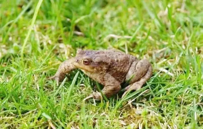 Loài vật kỳ dị, nhìn đáng sợ, ai ngờ là 'cỗ máy in tiền' Loai vat ky di, nhin dang so, ai ngo la 'co may in tien'