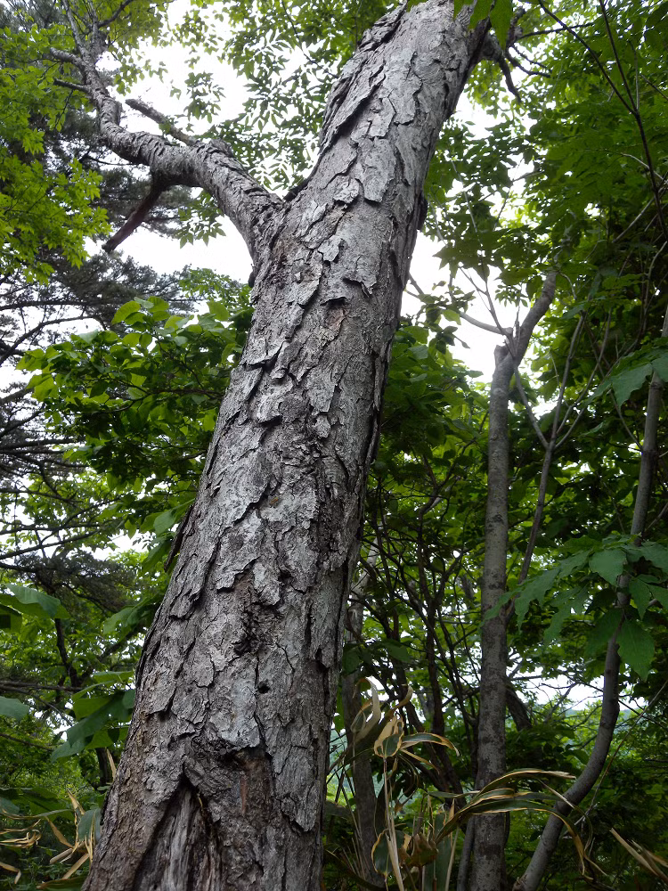 Loai cay cung hon thep hiem nhat the gioi, 'chap' ca sung dan-Hinh-5