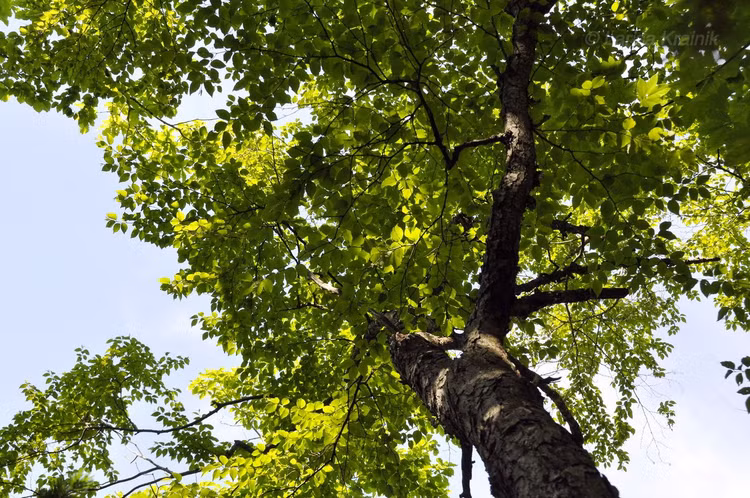 Loai cay cung hon thep hiem nhat the gioi, 'chap' ca sung dan