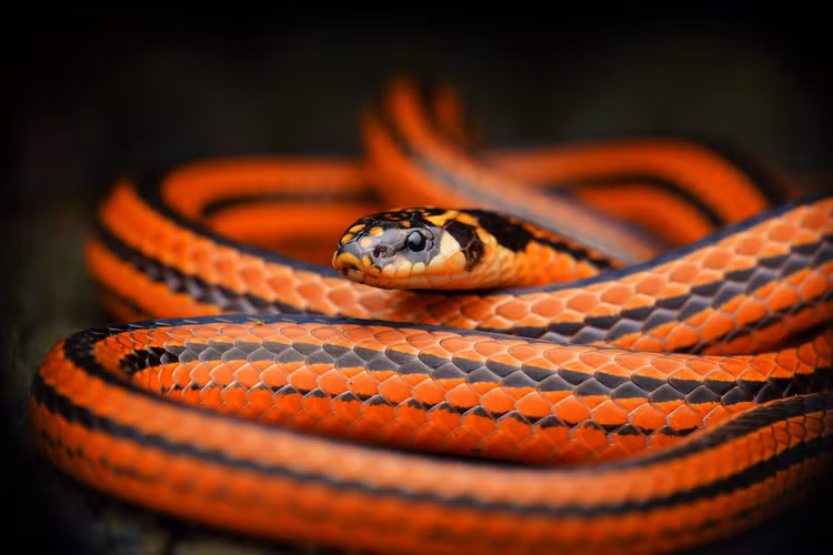 That kinh sinh vat cuc doc truon duoi chan khi dang lai xe-Hinh-5