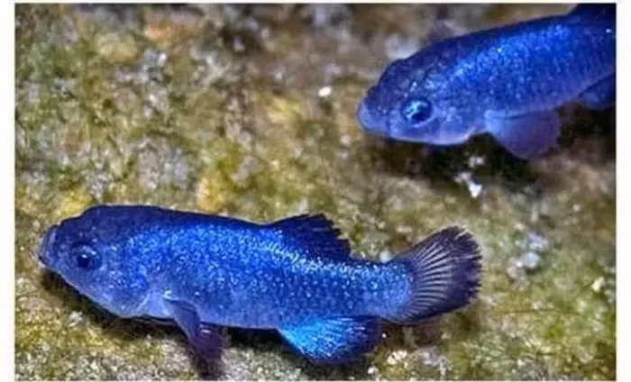 Loai ca quy hiem bac nhat, ca the gioi chi con 38 con-Hinh-5