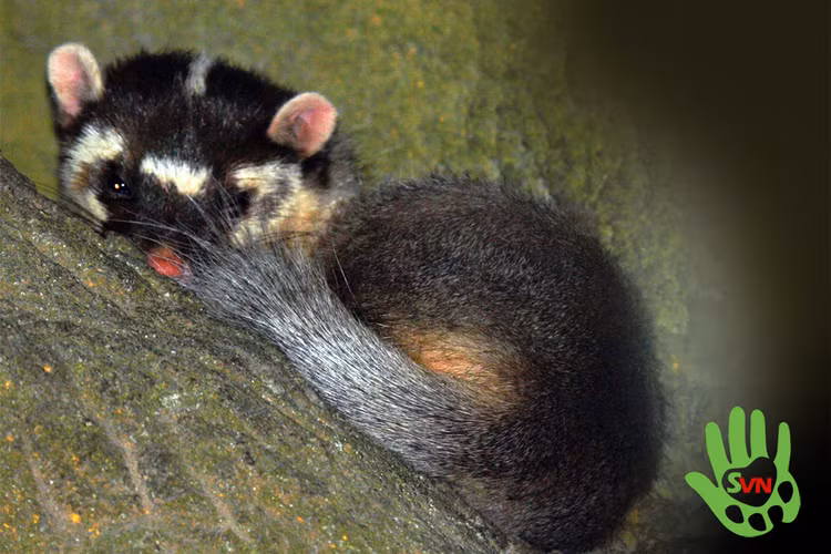 Chon bac ma Nam bi mua ban trai phep o Hue hiem co nao?-Hinh-4